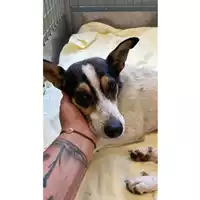 Foto dell\'animale cane - Matr. 2025/0846 - Microchip 380260170352731