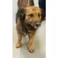 Foto dell\'animale cane - Matr. 2023/0836 - Microchip 380260101939083