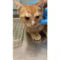 Foto dell\'animale gatto - Matr. 2025/0849 - Microchip 380260044981408