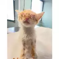 Foto dell\'animale gatto - Matr. 2025/0850 - Microchip 380260170352733