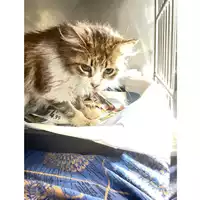 Foto dell\'animale gatto - Matr. 2025/0852 - Microchip 380260170352730