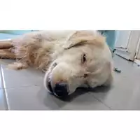 Foto dell\'animale cane - Matr. 2025/0854 - Microchip 380260170352729