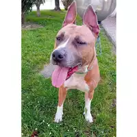 Foto dell\'animale cane - Matr. 2025/0501 - Microchip 380260101126771