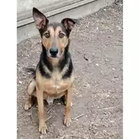 Foto dell\'animale cane - Matr. 2020/0385 - Microchip 380260042322146
