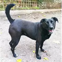 Foto dell\'animale cane - Matr. 2021/0712 - Microchip 380260042740980