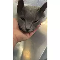 Foto dell\'animale gatto - Matr. 2025/0859 - Microchip 380260170352720