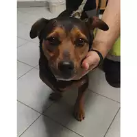 Foto dell\'animale cane - Matr. 2025/0860 - Microchip 380260045015629
