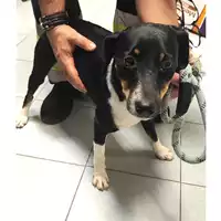 Foto dell\'animale cane - Matr. 2025/0862 - Microchip 380260170352738