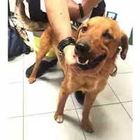 Foto dell\'animale cane - Matr. 2025/0863 - Microchip 380260102809090
