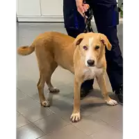Foto dell\'animale cane - Matr. 2021/0952 - Microchip 380260044550806