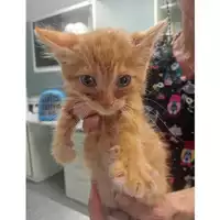 Foto dell\'animale gatto - Matr. 2025/0864 - Microchip 380260170352724