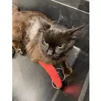 Foto dell\'animale gatto - Matr. 2025/0871 - Microchip 380260170353878