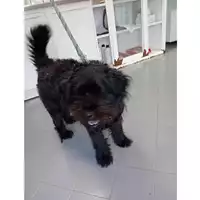 Foto dell\'animale cane - Matr. 2025/0872 - Microchip 380260170353861