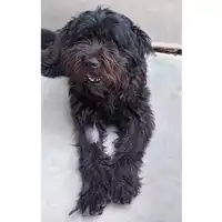 Foto dell\'animale cane - Matr. 2025/0872 - Microchip 380260170353861