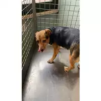 Foto dell\'animale cane - Matr. 2025/0870 - Microchip 380260170352774