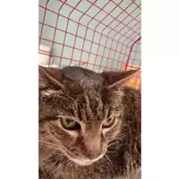 Foto dell\'animale gatto - Matr. 2025/0877 - Microchip 380260170352452