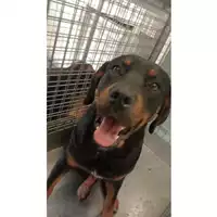 Foto dell\'animale cane - Matr. 2025/0875 - Microchip 380260170352455