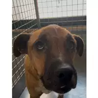 Foto dell\'animale cane - Matr. 2025/0880 - Microchip 380260170352447