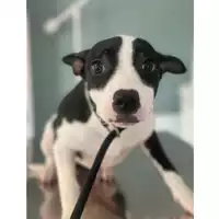 Foto dell\'animale cane - Matr. 2025/0879 - Microchip 380260170352448