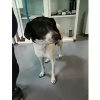 Foto dell\'animale cane - Matr. 2021/0577 - Microchip 380260044550725