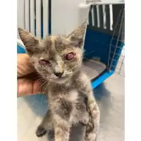 Foto dell\'animale gatto - Matr. 2025/0883 - Microchip 380260044981491