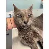 Foto dell\'animale gatto - Matr. 2025/0884 - Microchip 380260170352446