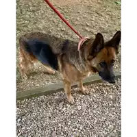 Foto dell\'animale cane - Matr. 2021/0954 - Microchip 380260044550962