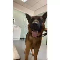 Foto dell\'animale cane - Matr. 2025/0885 - Microchip 380260102863175