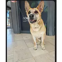 Foto dell\'animale cane - Matr. 2015/0903 - Microchip 380260002182442
