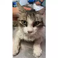 Foto dell\'animale gatto - Matr. 2025/0894 - Microchip 380260044981278