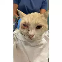 Foto dell\'animale gatto - Matr. 2025/0897 - Microchip 380260044980797