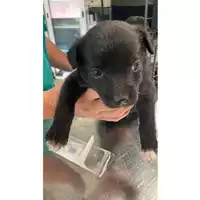 Foto dell\'animale cane - Matr. 2025/0895 - Microchip 380260044980723