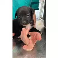 Foto dell\'animale cane - Matr. 2025/0896 - Microchip 380260044980667