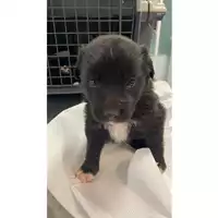 Foto dell\'animale cane - Matr. 2025/0898 - Microchip 380260044980648