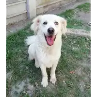 Foto dell\'animale cane - Matr. 2018/0368 - Microchip 380260043506933