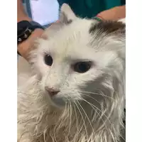 Foto dell\'animale gatto - Matr. 2025/0887 - Microchip 380260044981279