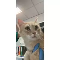 Foto dell\'animale gatto - Matr. 2025/0888 - Microchip 380260044981327