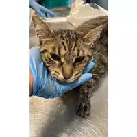 Foto dell\'animale gatto - Matr. 2025/0890 - Microchip 380260044981198