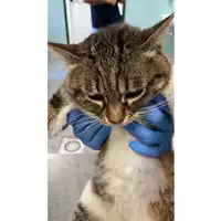 Foto dell\'animale gatto - Matr. 2025/0891 - Microchip 380260044980655