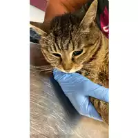 Foto dell\'animale gatto - Matr. 2025/0892 - Microchip 380260044981222