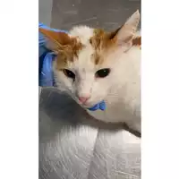 Foto dell\'animale gatto - Matr. 2025/0893 - Microchip 380260044981445