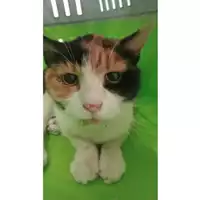 Foto dell\'animale gatto - Matr. 2025/0901 - Microchip 380260044981504