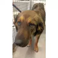 Foto dell\'animale cane - Matr. 2025/0903 - Microchip 380260044998062