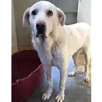 Foto dell\'animale cane - Matr. 2015/1325 - Microchip 380260002317795