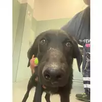 Foto dell\'animale cane - Matr. 2025/0906 - Microchip 380260044998118