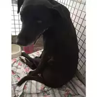 Foto dell\'animale cane - Matr. 2025/0907 - Microchip 380260101412146