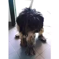 Foto dell\'animale cane - Matr. 2025/0908 - Microchip 380260170352350