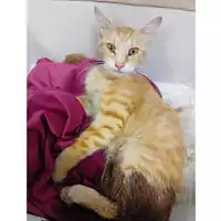Foto dell\'animale gatto - Matr. 2025/0909 - Microchip 380260044980770