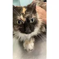 Foto dell\'animale gatto - Matr. 2025/0910 - Microchip 380260100391330