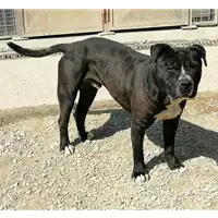 Foto dell\'animale cane - Matr. 2020/1877 - Microchip 380260100539756